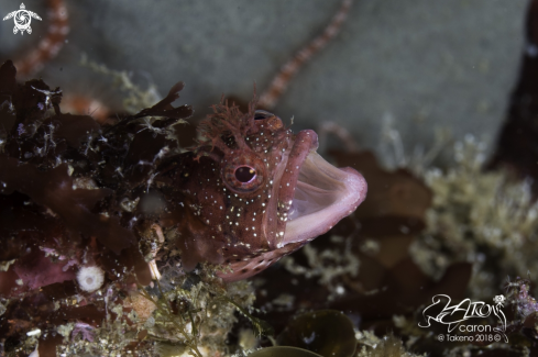 A Blenny