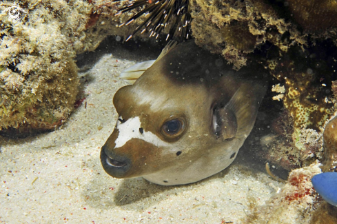 A puffer fish