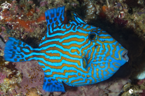 A Pseudobalistes fuscus | Blue Triggerfish