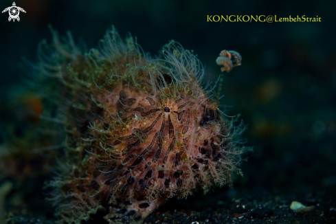 A Hairy Frogfish