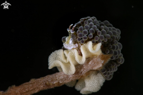 A Nudibranch Doto sp. 