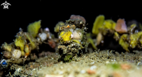 A Camposcia retusa  | Spider decorator crab