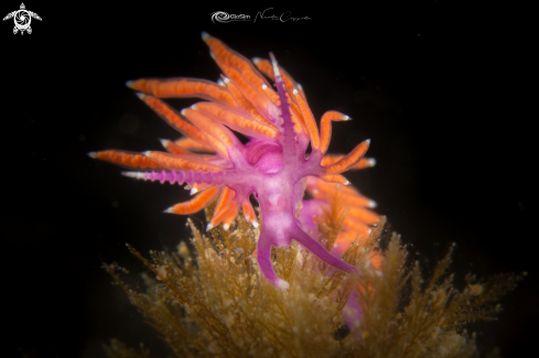 A Flabellina ischitana  | Flabellina ischitana 