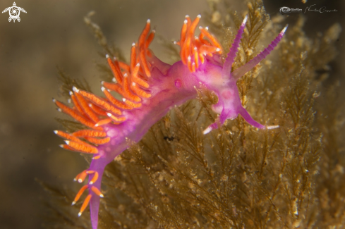 A flabellina ischitana  | flabellina ischitana 