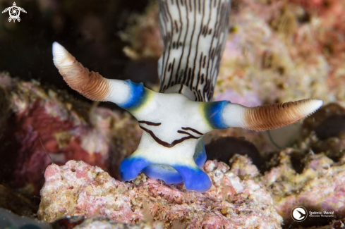 A Nembrotha lineolata | Lined Nembrotha Nudibranch