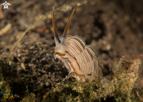 A Donut nudibranch