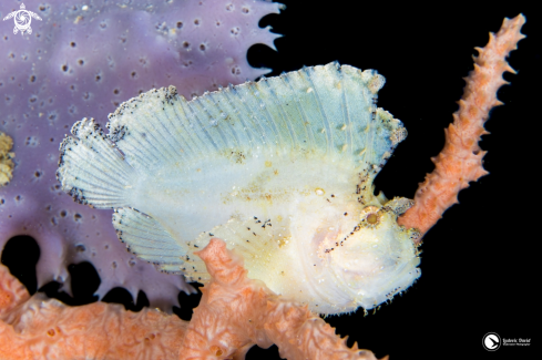 A Taenianotus triacanthus | Leaf Scorpionfish