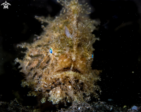 A Antennarius striatus | Hairy frogfish