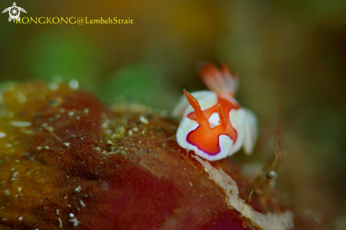 A Nudibranch