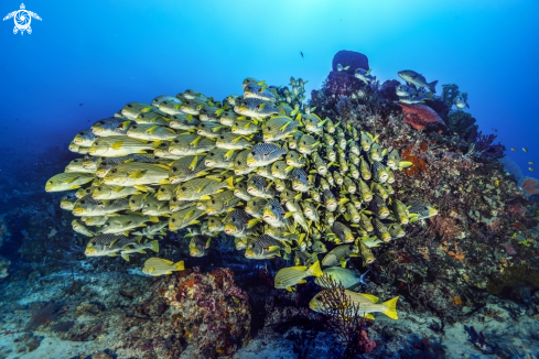 A Blue stripper snappers