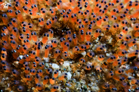 A Clownfish eggs