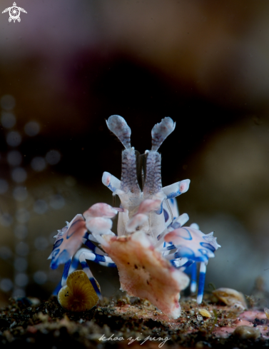 A Harlequin shrimp