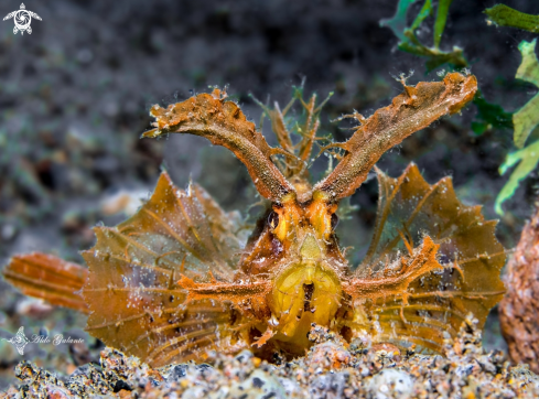 A Ambon Scorpionfish