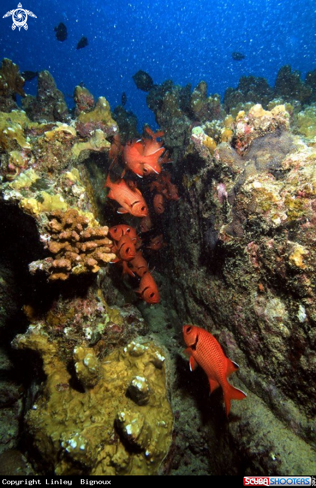 A Coral reef formation 2 Balaclava ,Mauritius