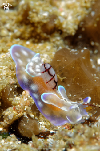 A Nudibranche