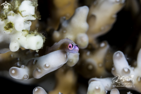 A Pink eye goby