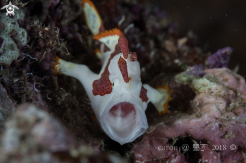 A Antennarius maculatus, juvenile | Frogfish