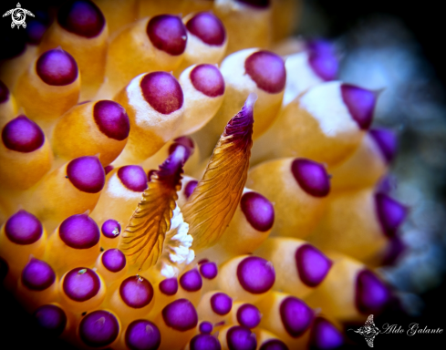 A Janolus Nudibranch