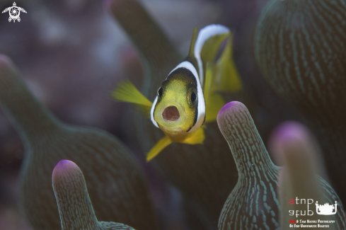 A  Clownfish