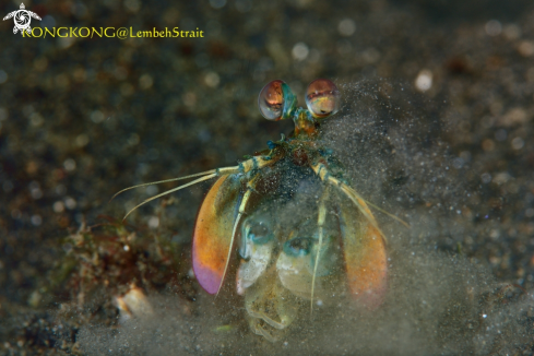 A Peacock Mantis Shrimp