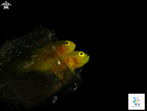 A yellow pigmy goby