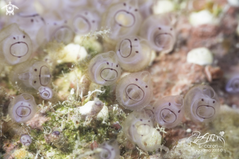 A Tunicate