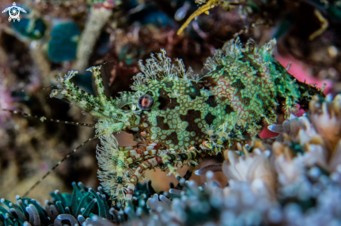 A Saron marmoratus | Marble shrimp