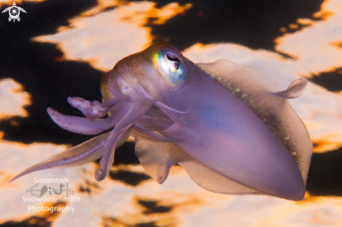 A Sepioteuthis sepioidea | Caribbean Reef Squid