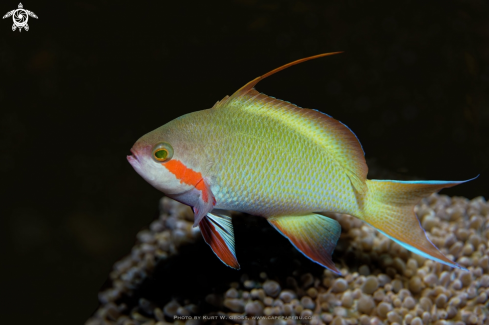 A Pseudanthias huchti | Threadfin Anthias