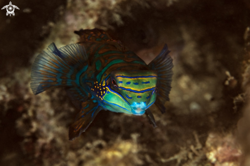 A Mandarin fish