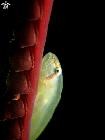 A Goby