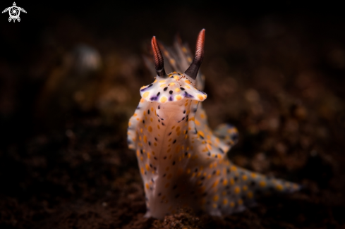 A NUDIBRANCH