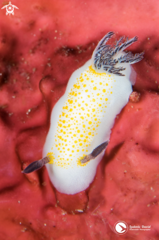 A Taringa halgerda | Halgerda-like Taringa Nudibranch