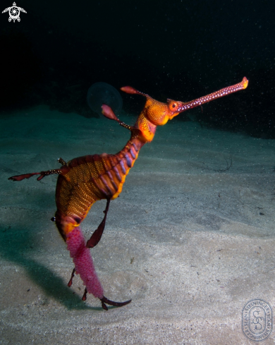 A Weedy Sea Dragon