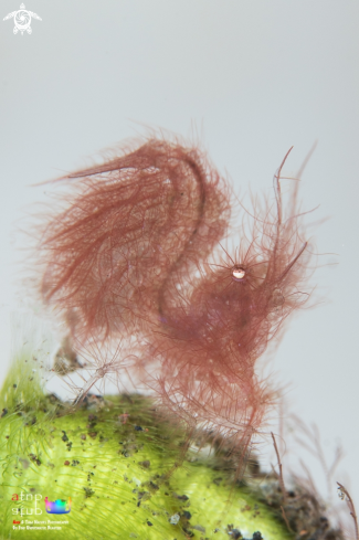 A Hairy shrimp