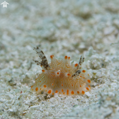 A Nudibranche, Halgerda