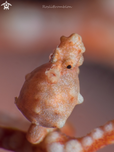 A Denise's pygmy seahorse
