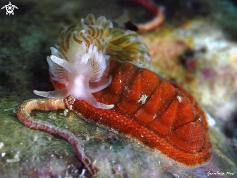 A Aeolidiella and Chiton