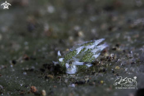 A Nudibranch