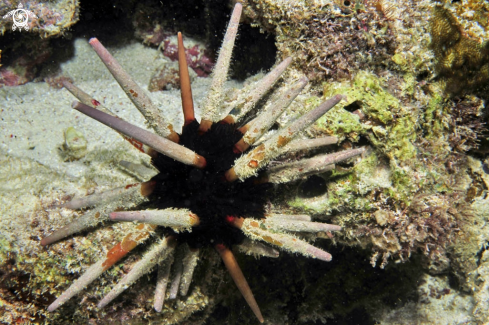 A sea urchin