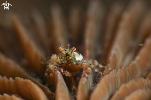 A Squat lobsters Galathea sp.