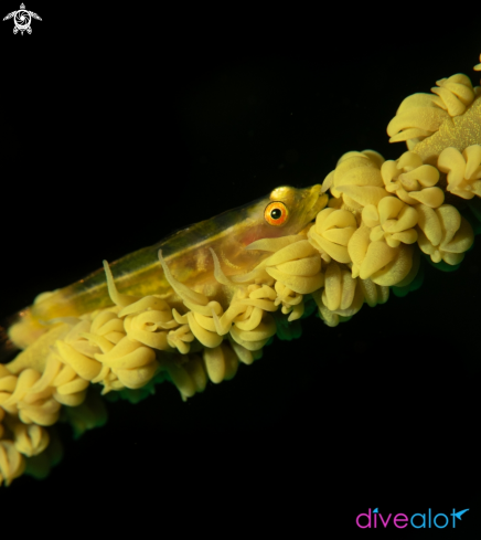 A Whip Coral Goby