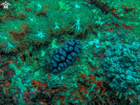 A Phyllidiella pustulosa | nudibranch