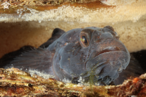 A Black goby