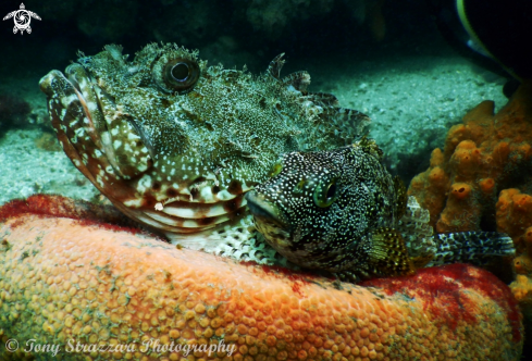 A Eastern Red Scorpionfish & Kelpfish