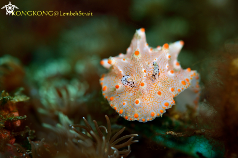 A Nudibranch