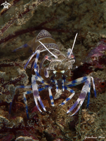 A Periclimenes amethysteus | Gamberetto fantasma