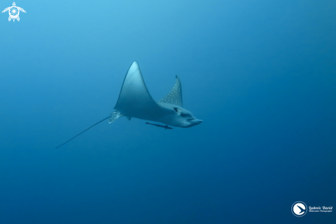 A Eagle Ray