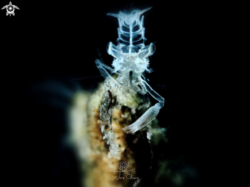 A Ghost shrimp