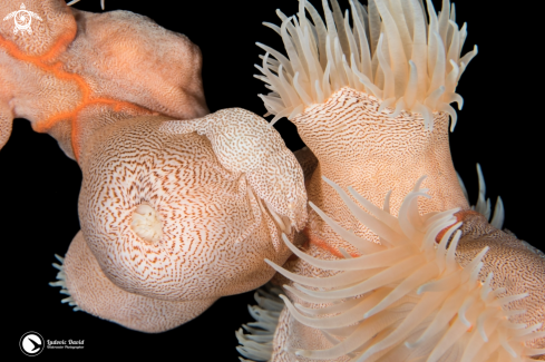 A Leopard Anemone Shrimp